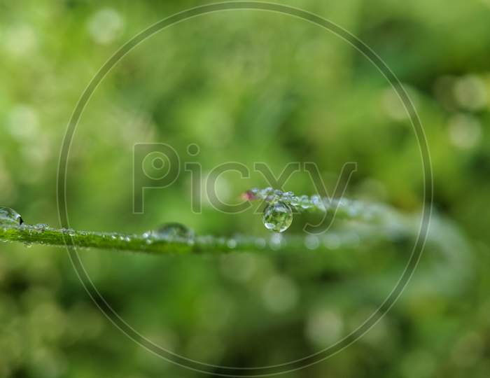 Close up of dew on the leaf