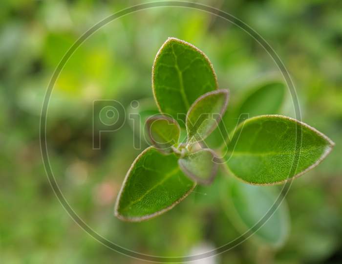 A Close up of Plant leaves