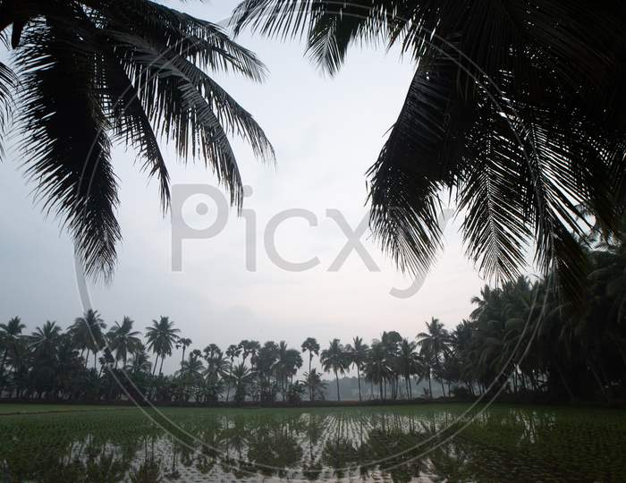 Young Paddy Fields In Rural Village Outskirts