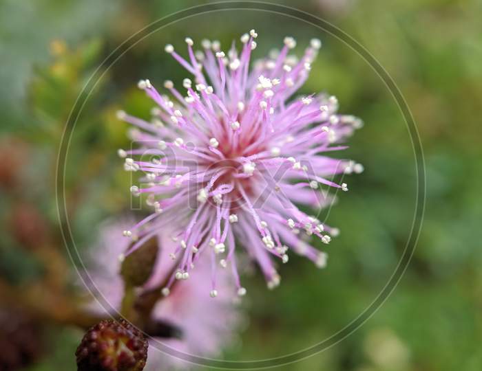 A Great Masterwort flower