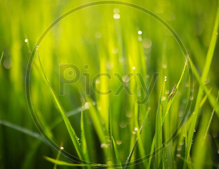 Water Droplet Over Green Paddy Fields