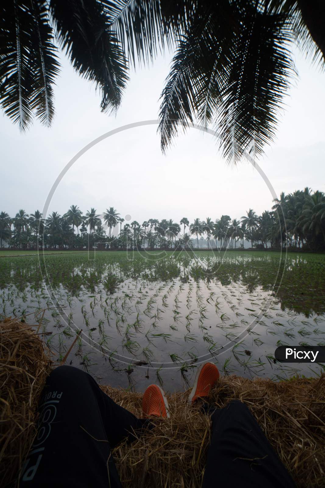 Young Paddy Fields In Rural Village Outskirts