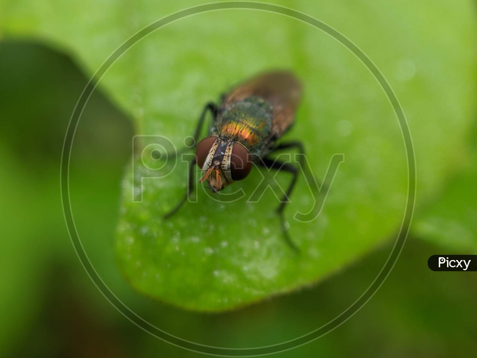 Close up of beetle on the leaf
