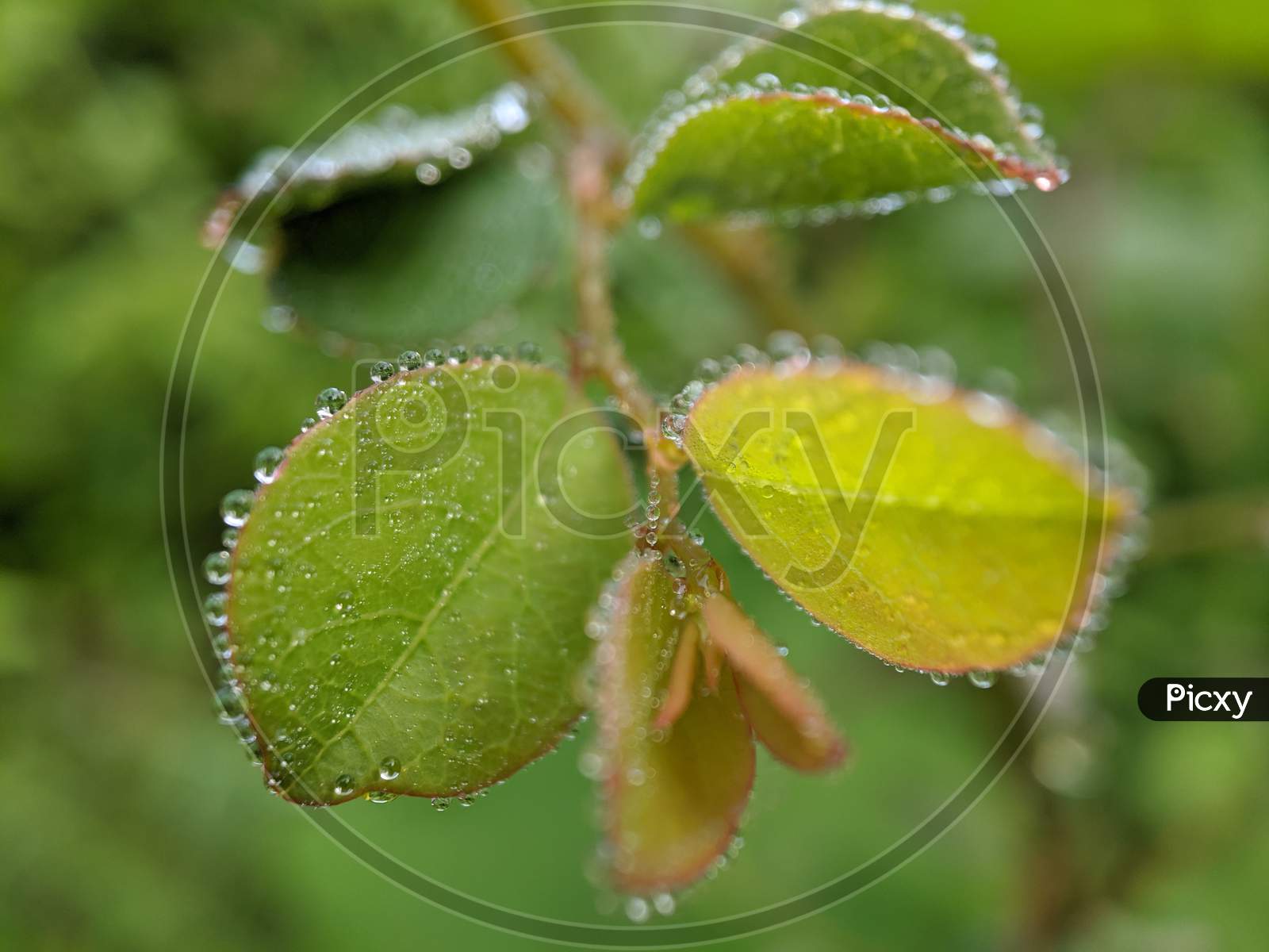 Leaves with dew drops
