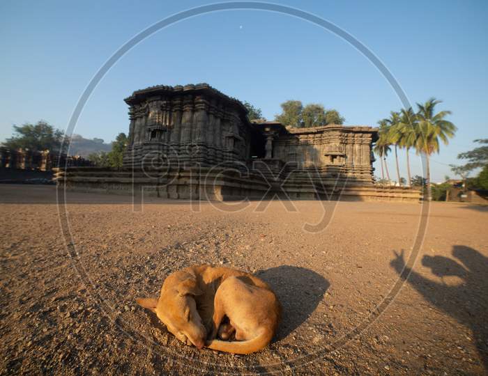 A Stray Dog Siting At Thousand Pillar Temple In Warangal