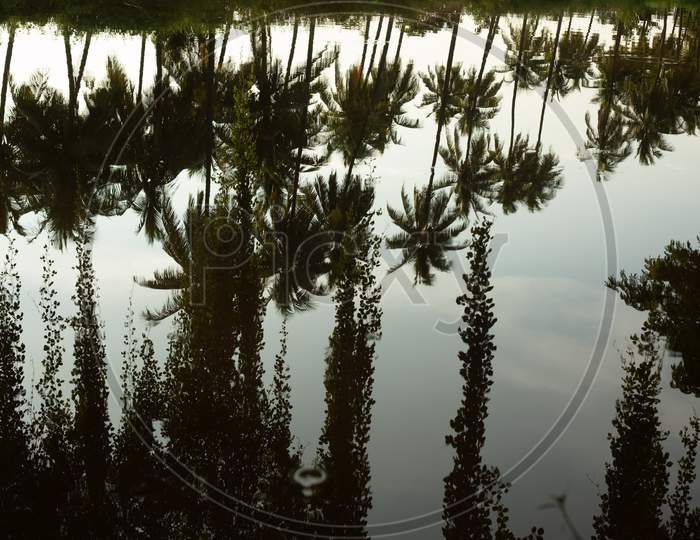 Reflection of Coconut Trees Over Water Surface