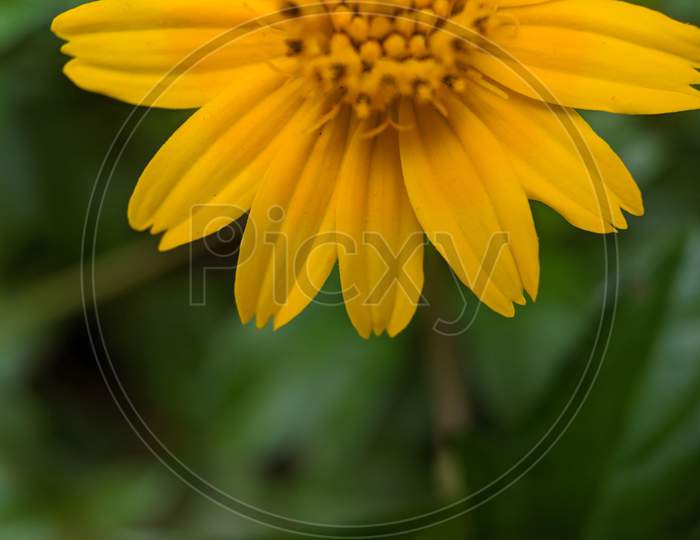 Petals of yellow flower
