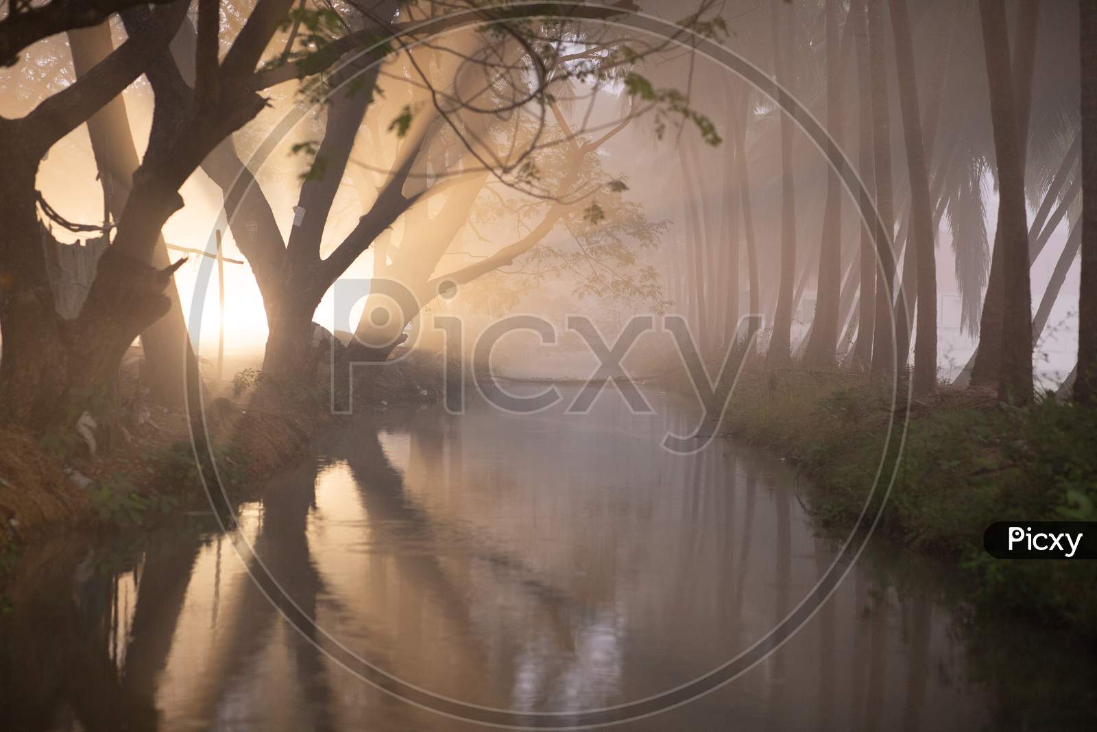 Canopy Of Trees With  Reflection  On Water Surface On an Winter Morning In Rural Village Outskirts