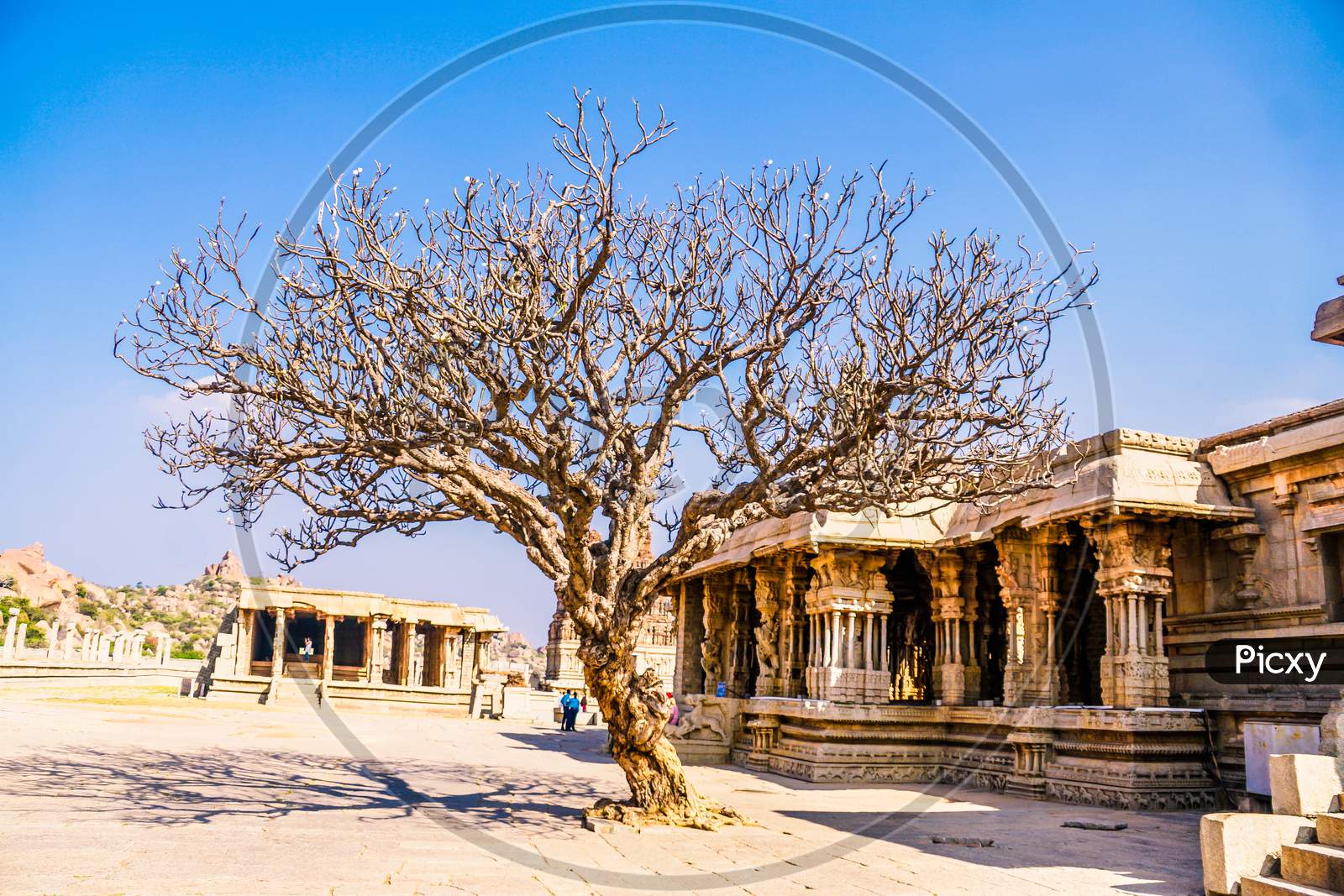 Ancient tree in Hampi