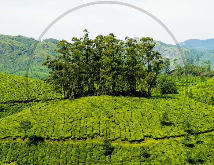 Trees amidst the Munnar Tea Plantations