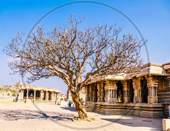 Ancient tree in Hampi