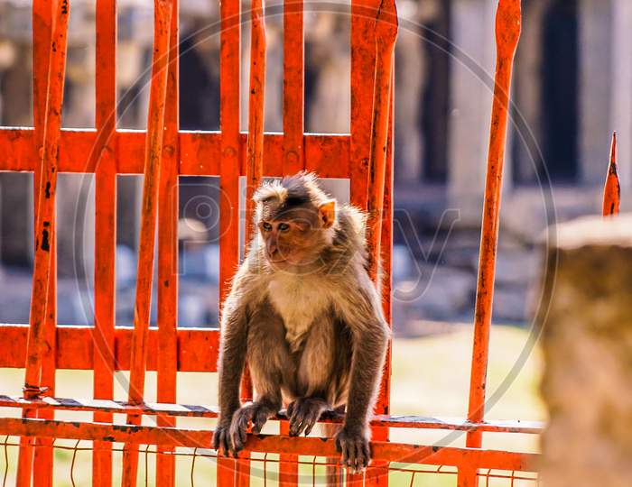 A Monkey on the iron fence