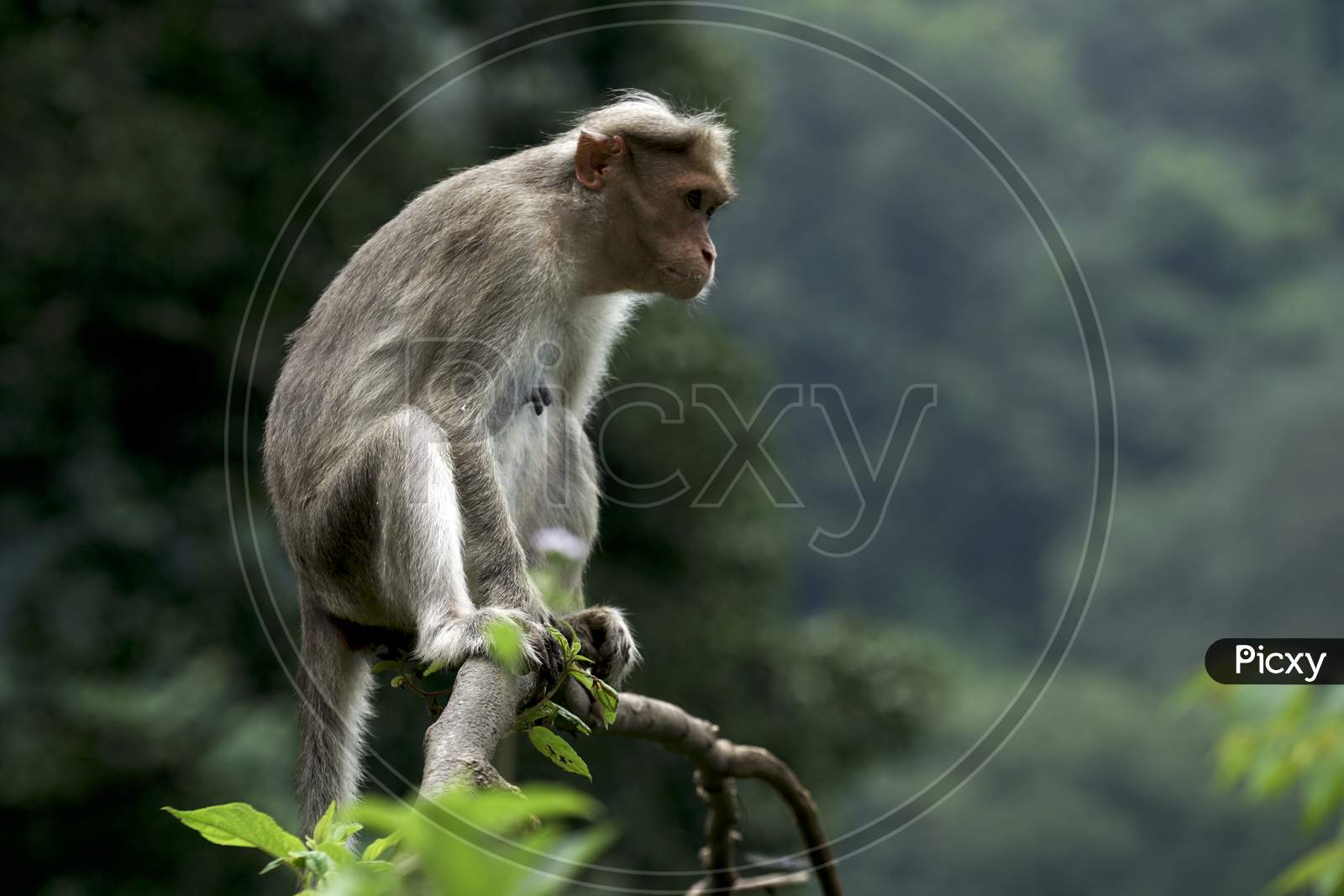A Monkey on the branch