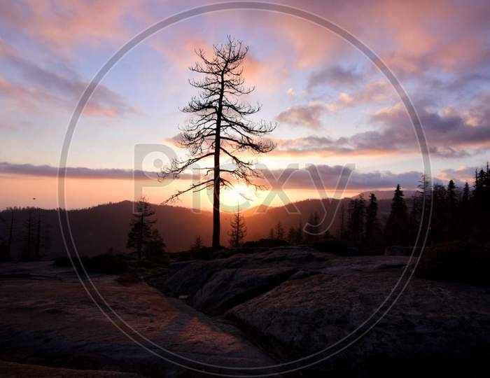 Silhouette Of Leaf Less Tree Over an Sunset Sky in Background