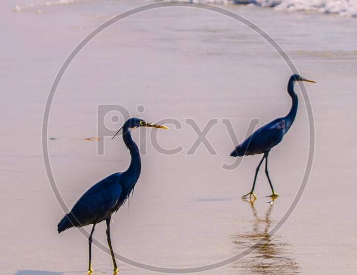 Blue herons along the Goa beach