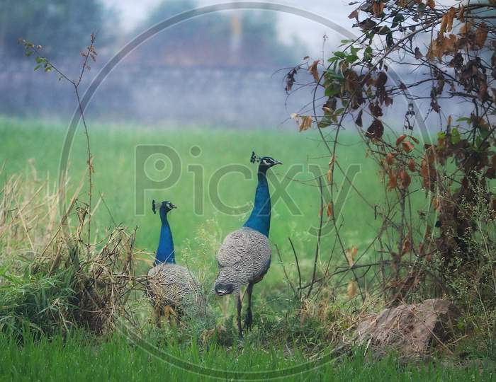 Couple Of Peacocks In an Paddy Fields