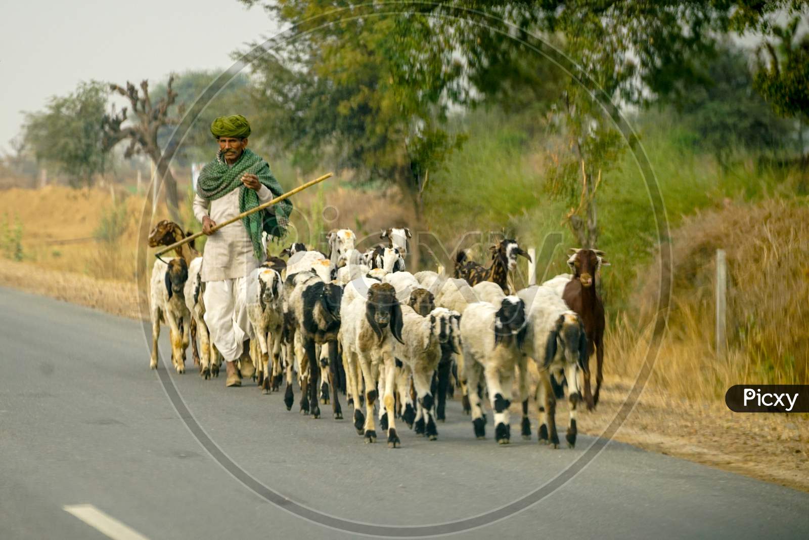 A Rajasthani shepherd