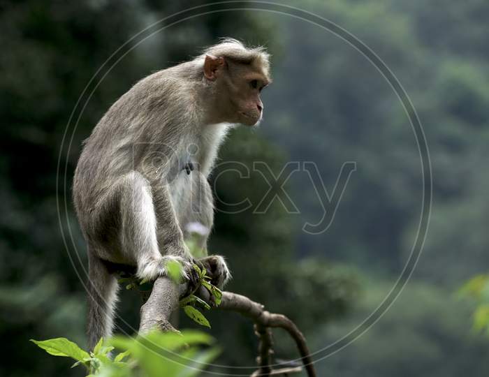 A Monkey on the branch