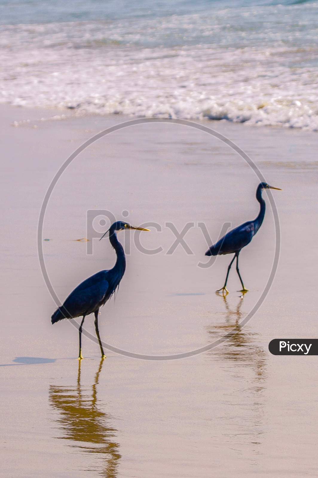 Blue herons along the Goa beach