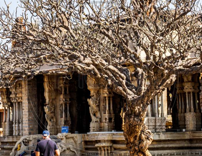 Indian tourists standing by the tree in Hampi