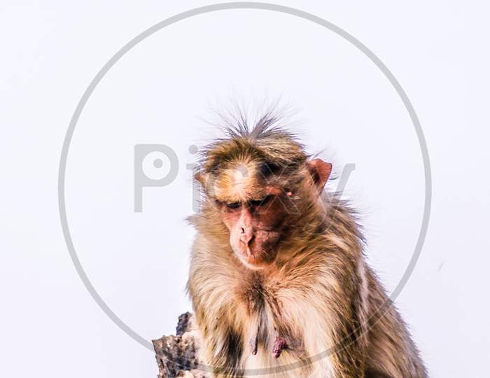 Close up of a Monkey