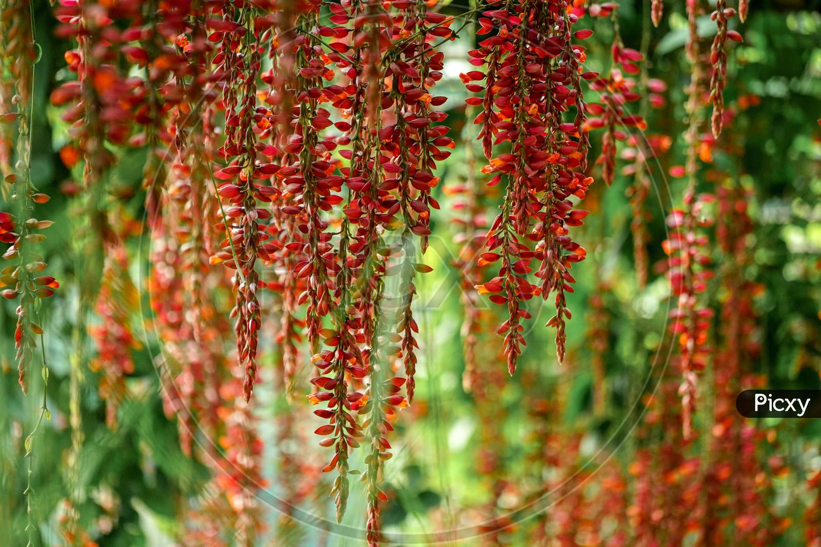 Red buckweed flowers