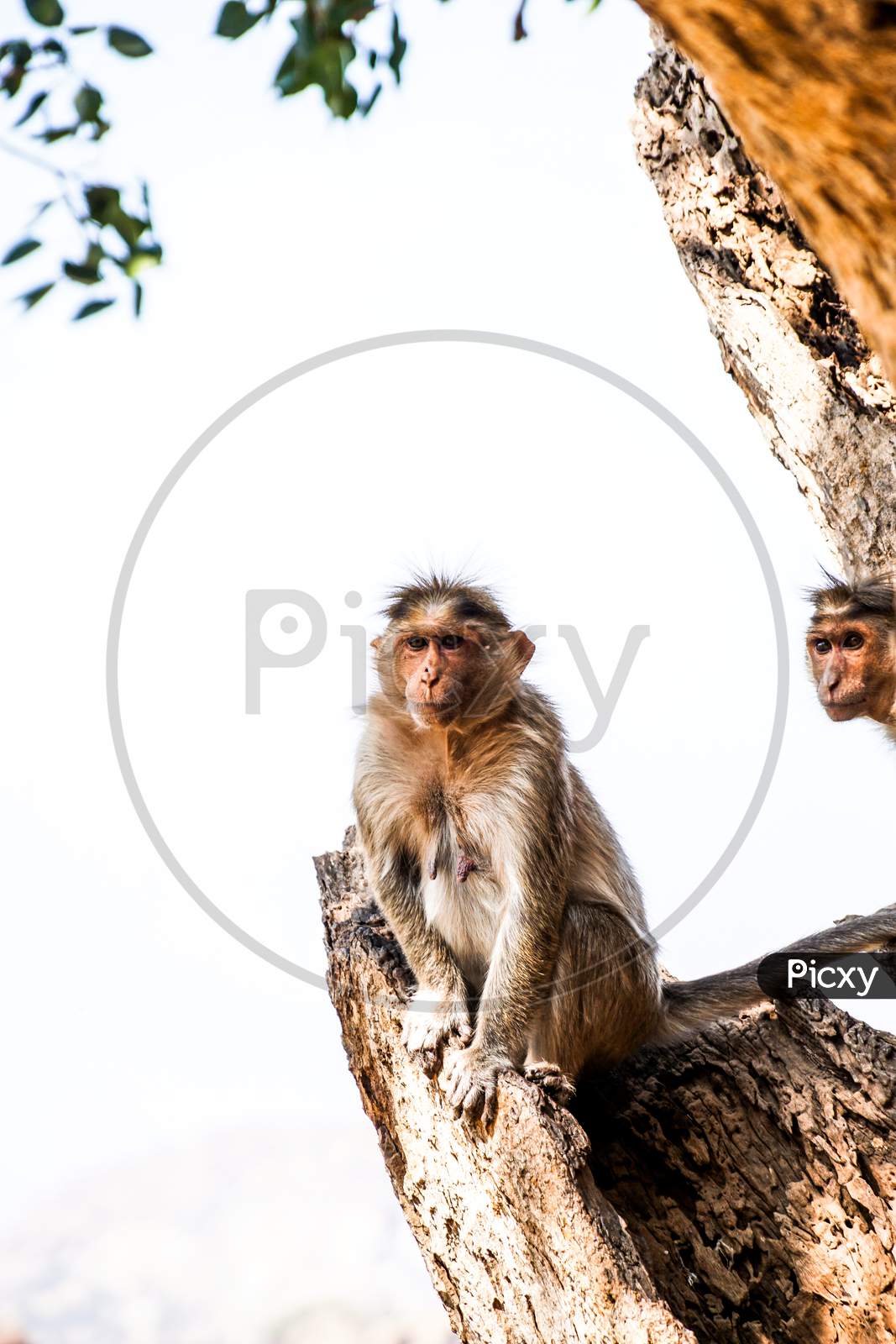 Monkeys in Hampi