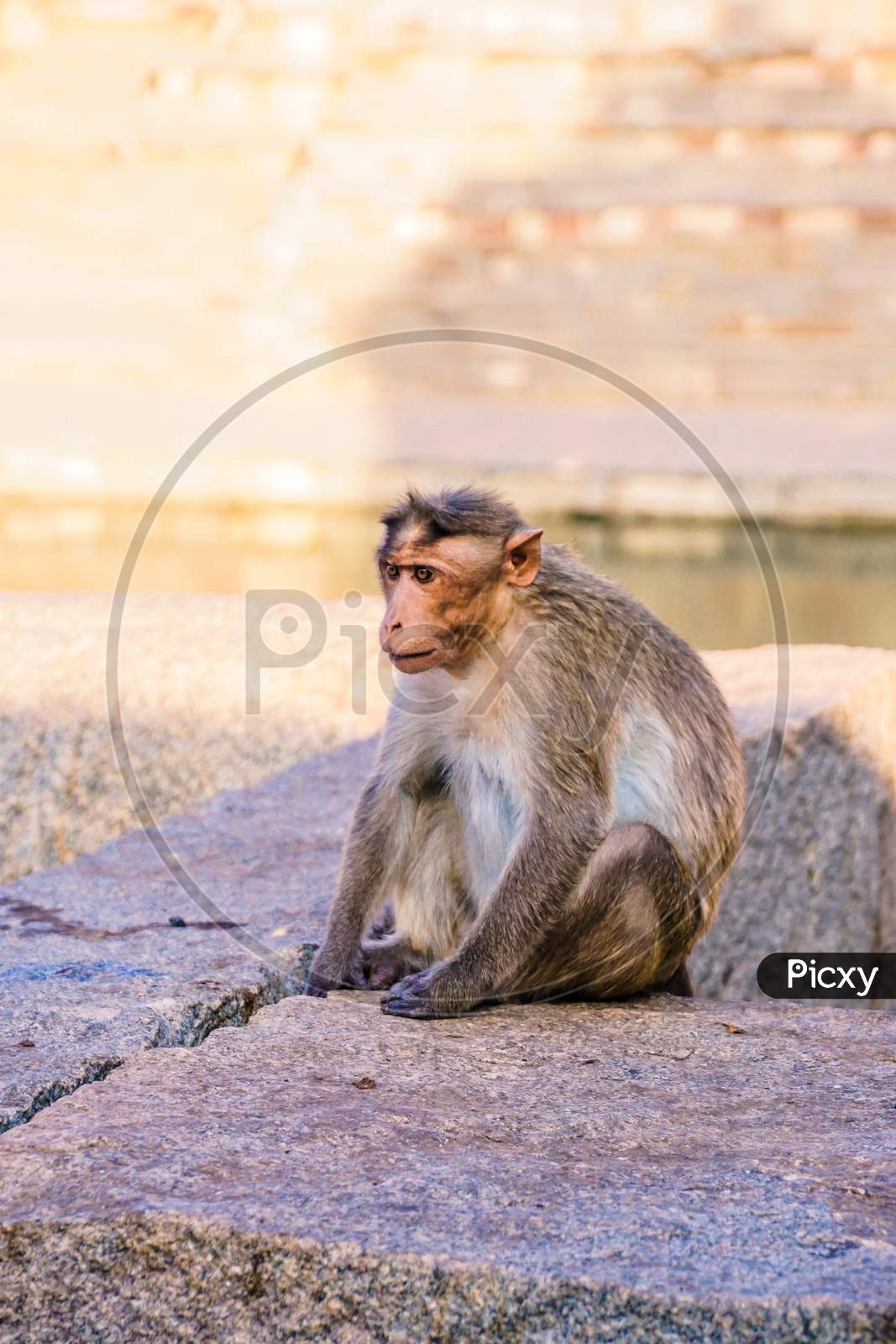 A Monkey sitting