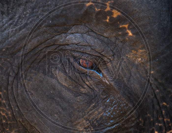 Huge amount of Tears shedding from the eyes of Elephant at the Dubare Elephant Camp, Madikeri