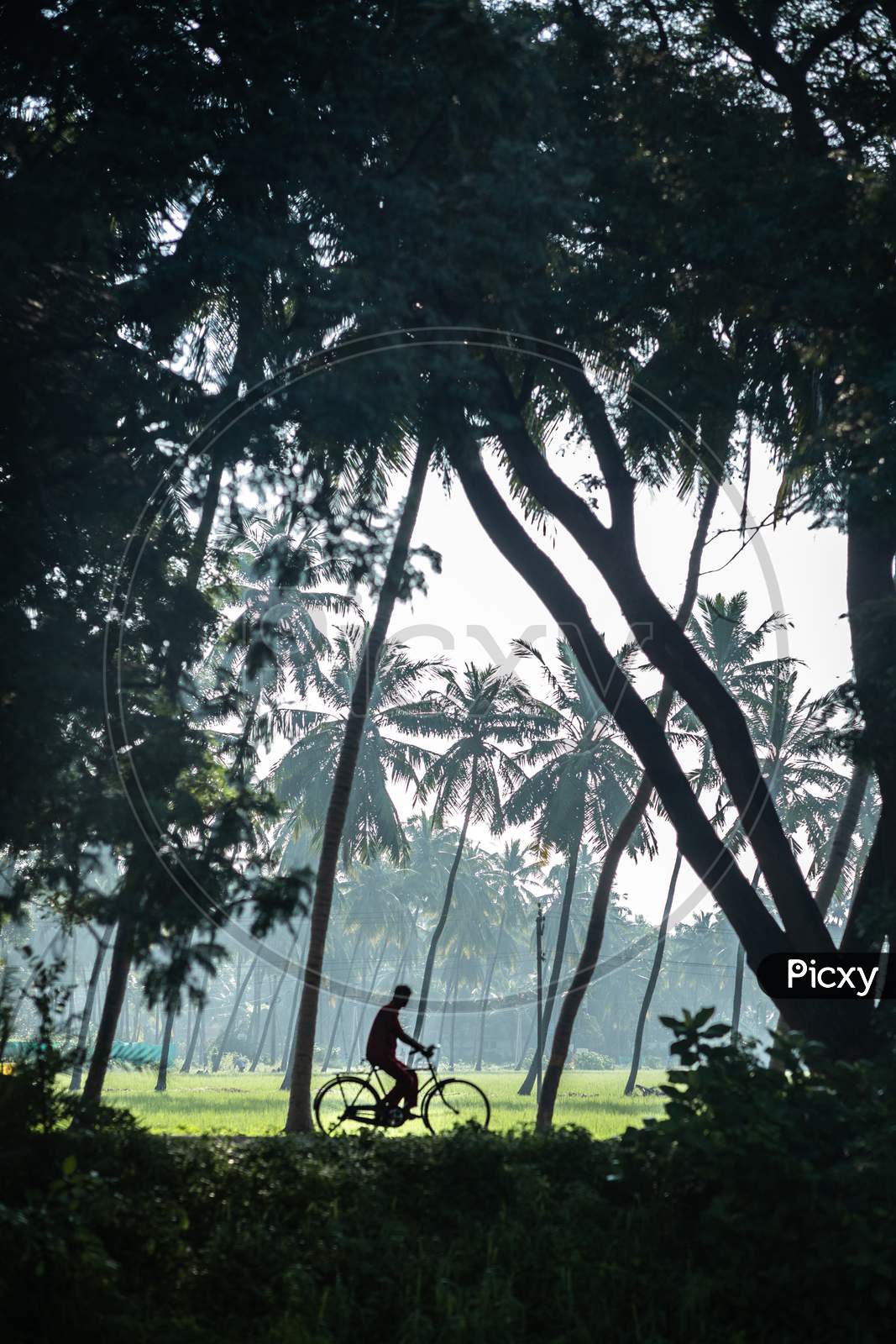 Silhouette Of Man Riding Bicycle In Rural Village Roads