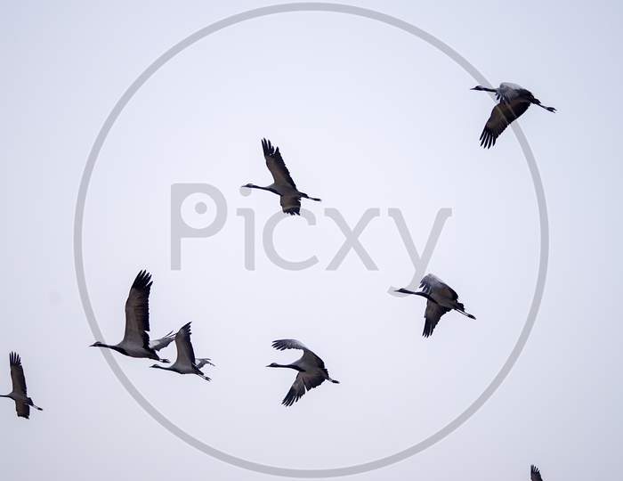 Seabirds in flight