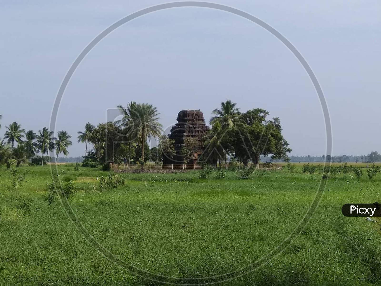 An Ancient Hindu temple With Shrine At Green Paddy Fields