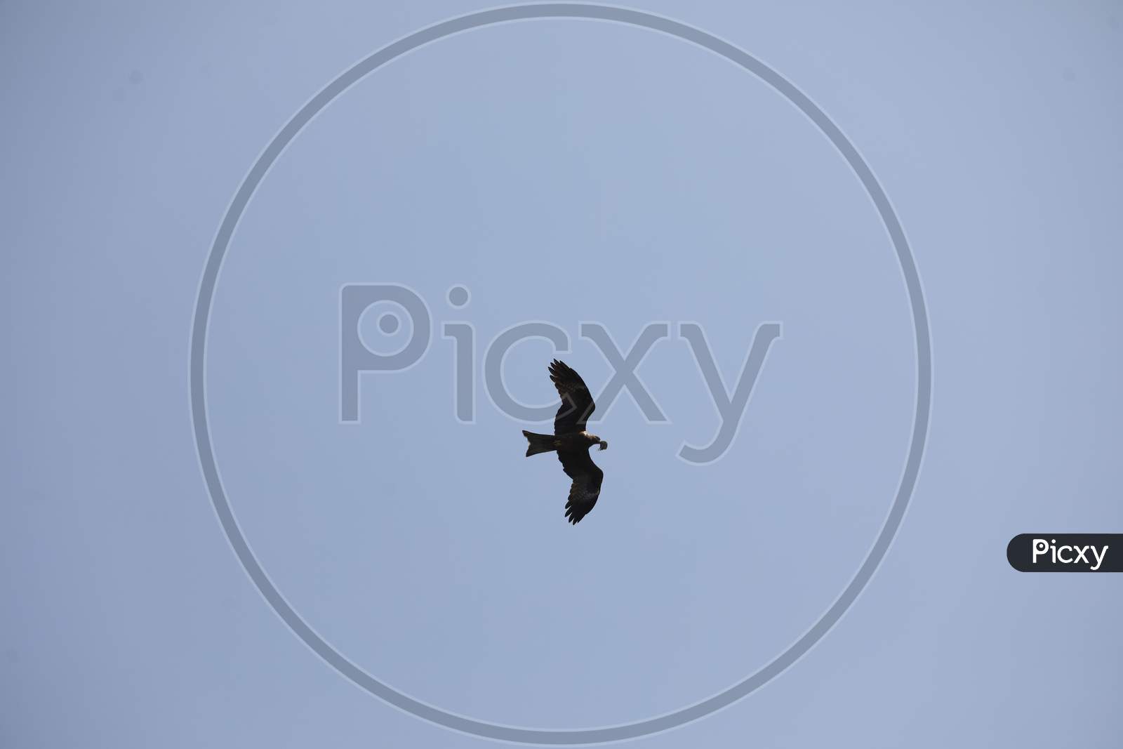 Indian Eagle Flying In Sky