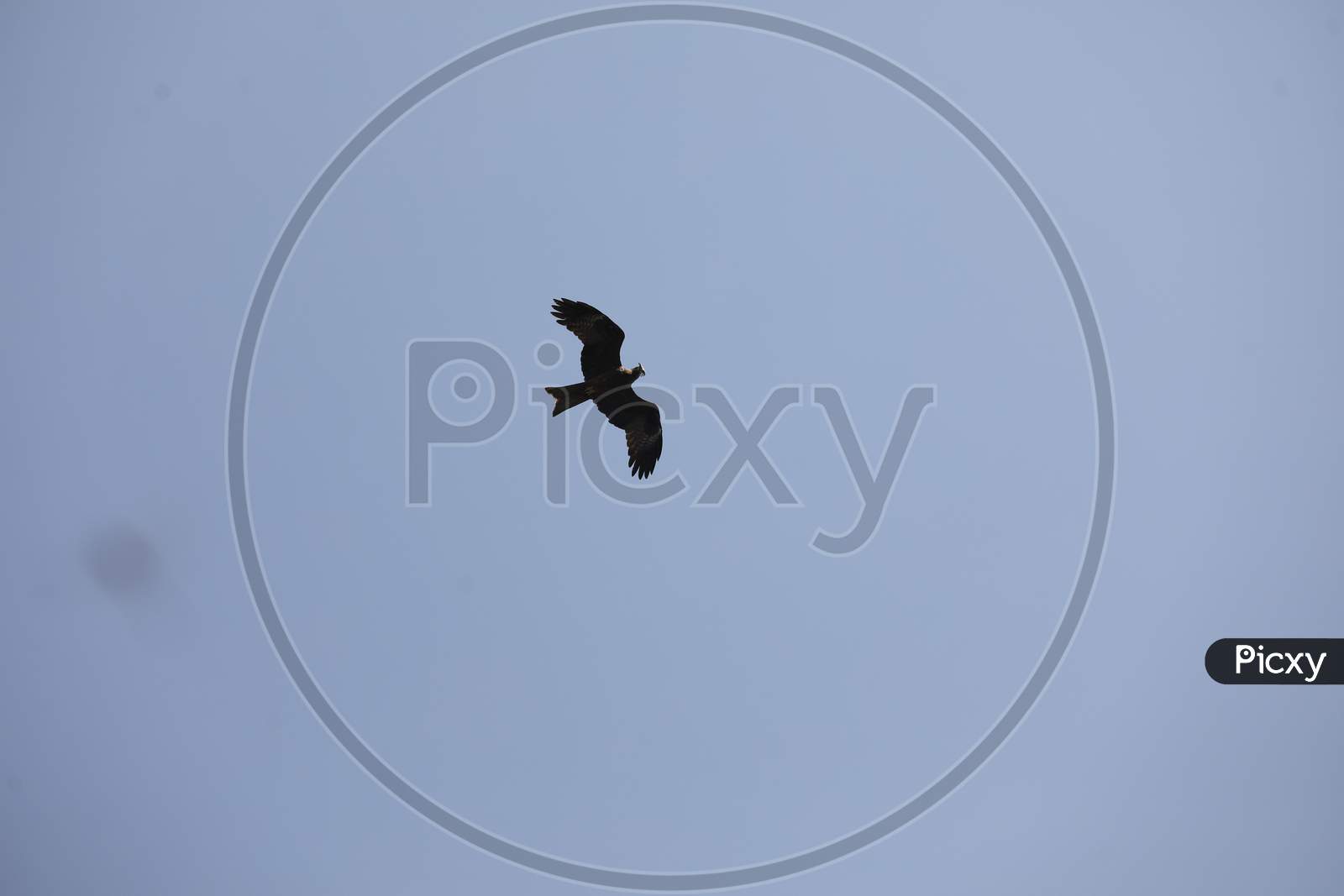 Indian Eagle Flying In Sky