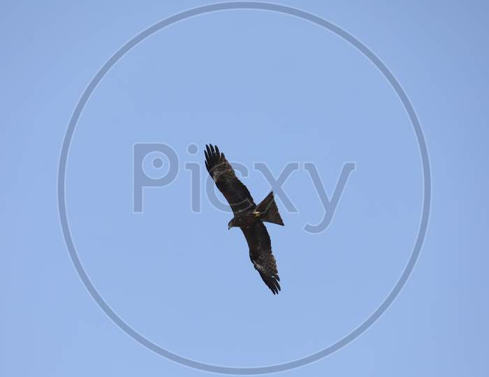 Indian Bold Eagle Flying on Sky