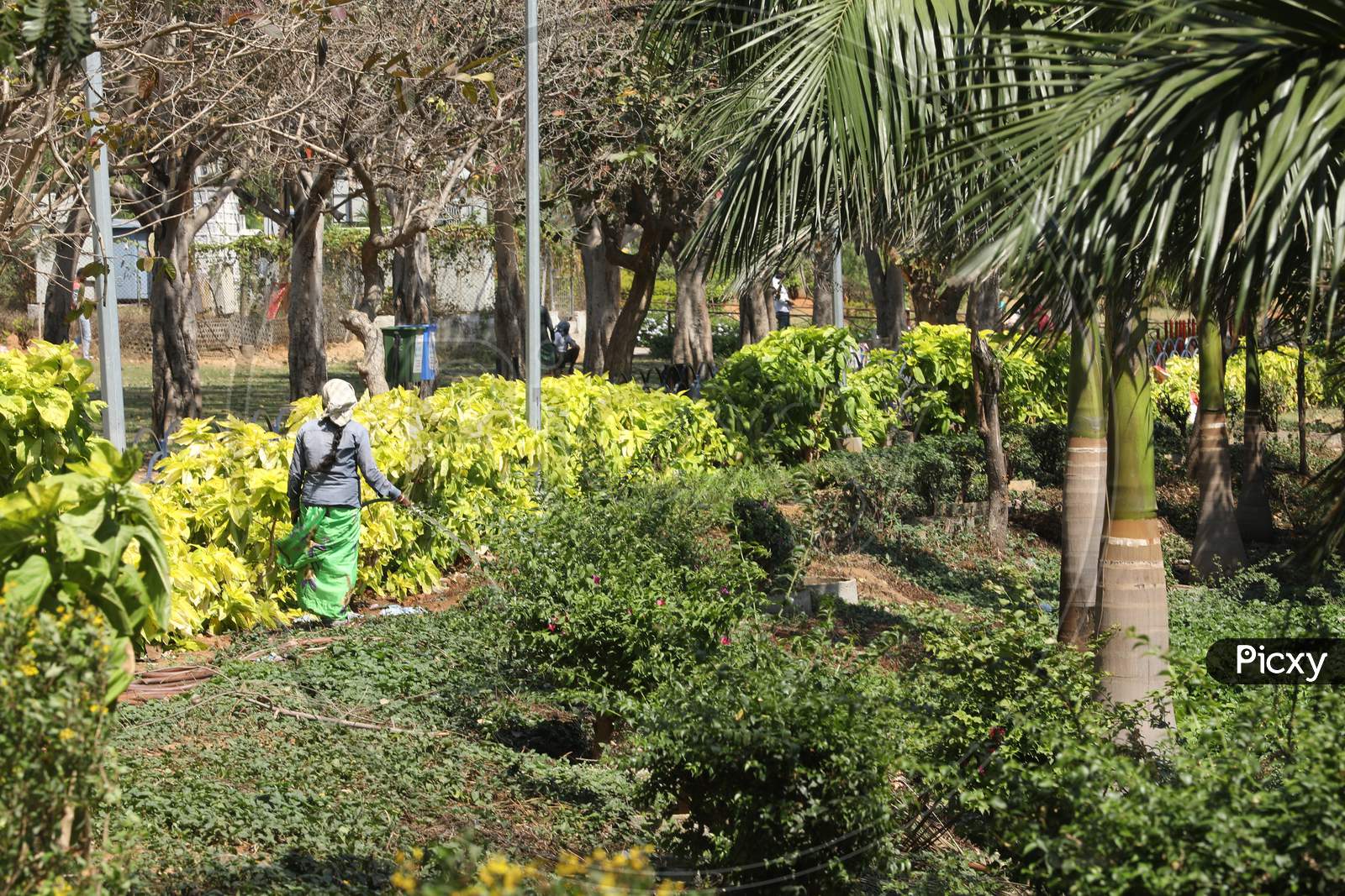 Woman Watering Plants In an Park