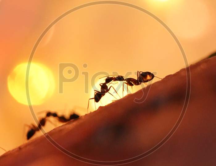 Close up of ants