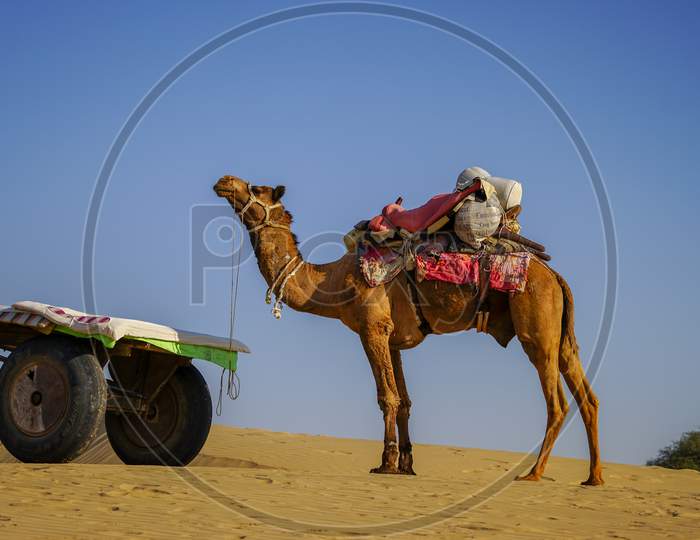 A camel in the desert