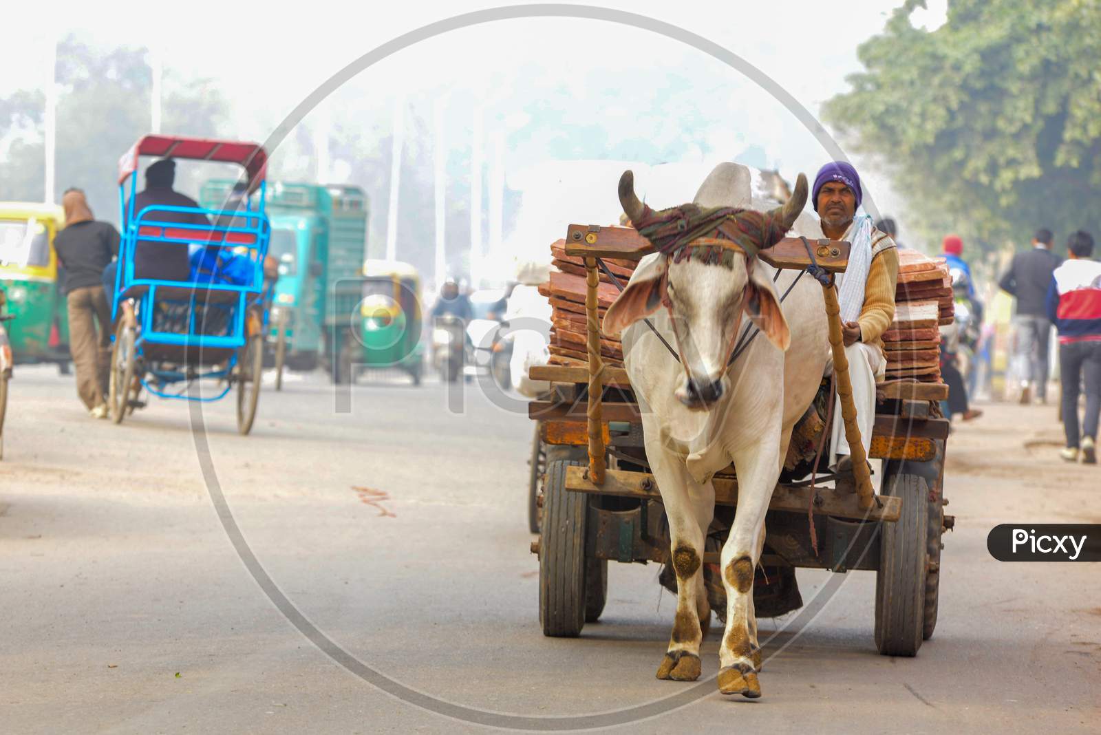 Indian man riding oxcart