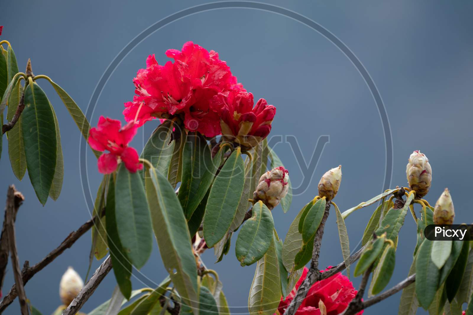 Close up of Caesalpinia flowers