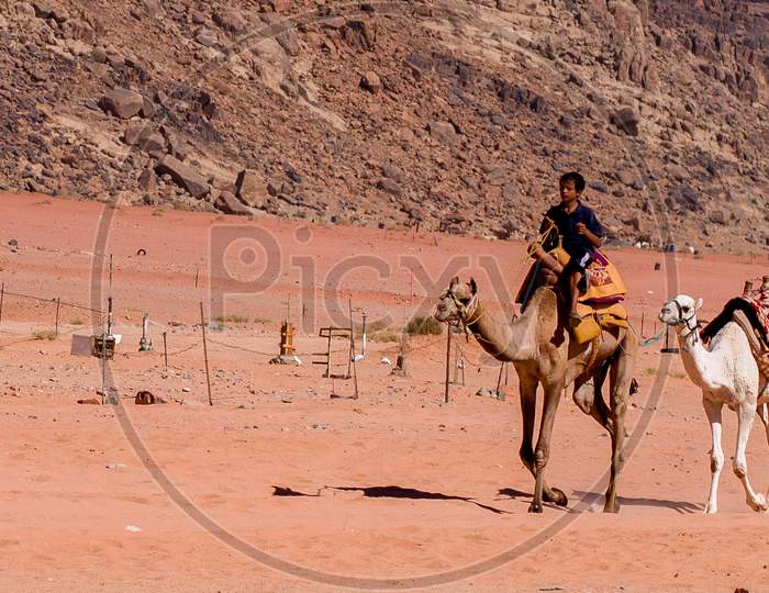 A Child driving a camel - at Wadi Rum, Jordan