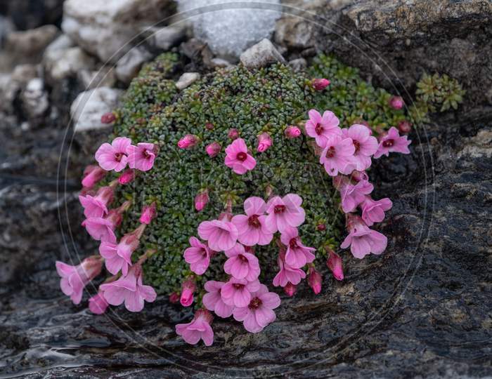 Garden phox flowers along the rock