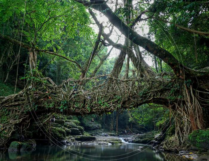 View of arch shaped tree along the water stream