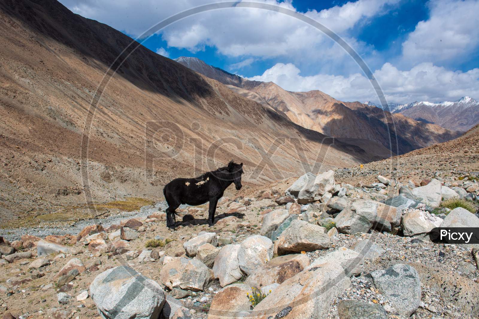 Black Stallion Grazing at Himalayas