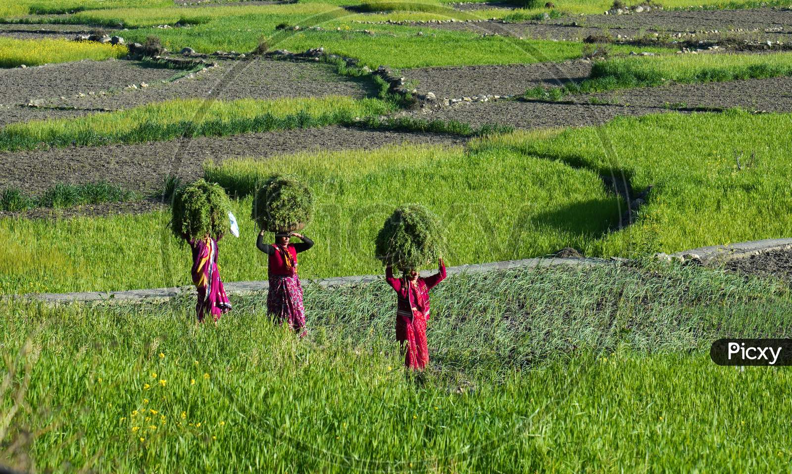 Local women carrying grass heaps