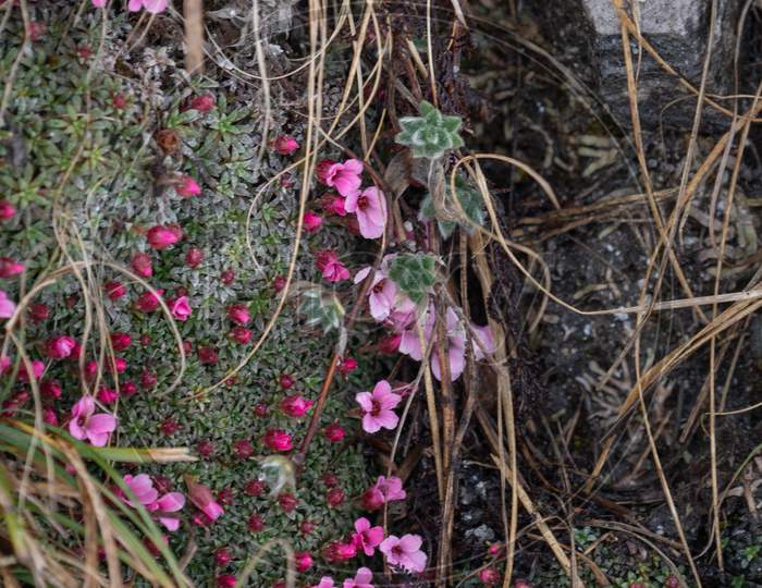 Garden Phox flowers along the rock body