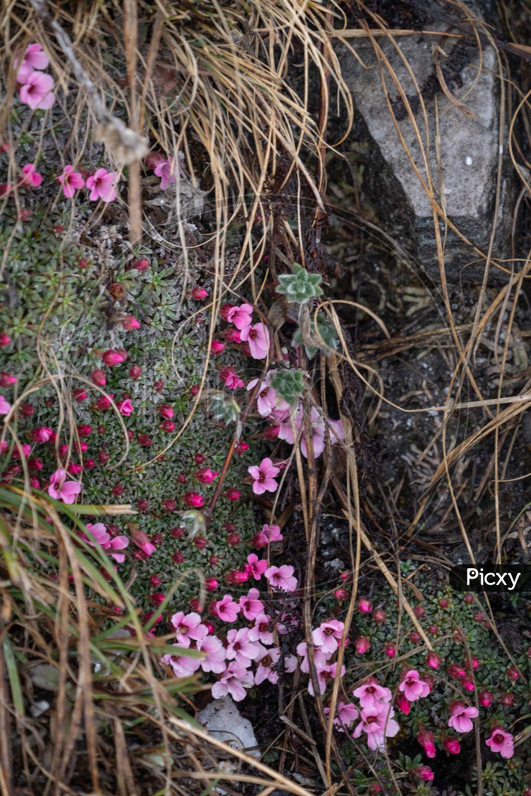Garden Phox flowers along the rock body