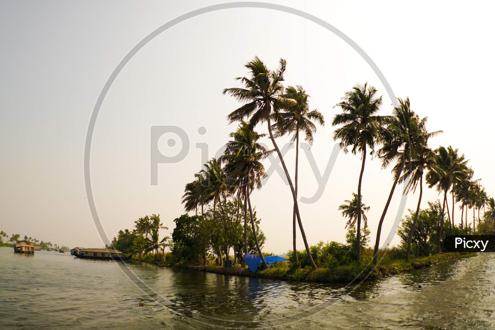Landscape of coconut trees by the river