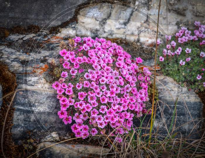 Pink flowers along the rock body