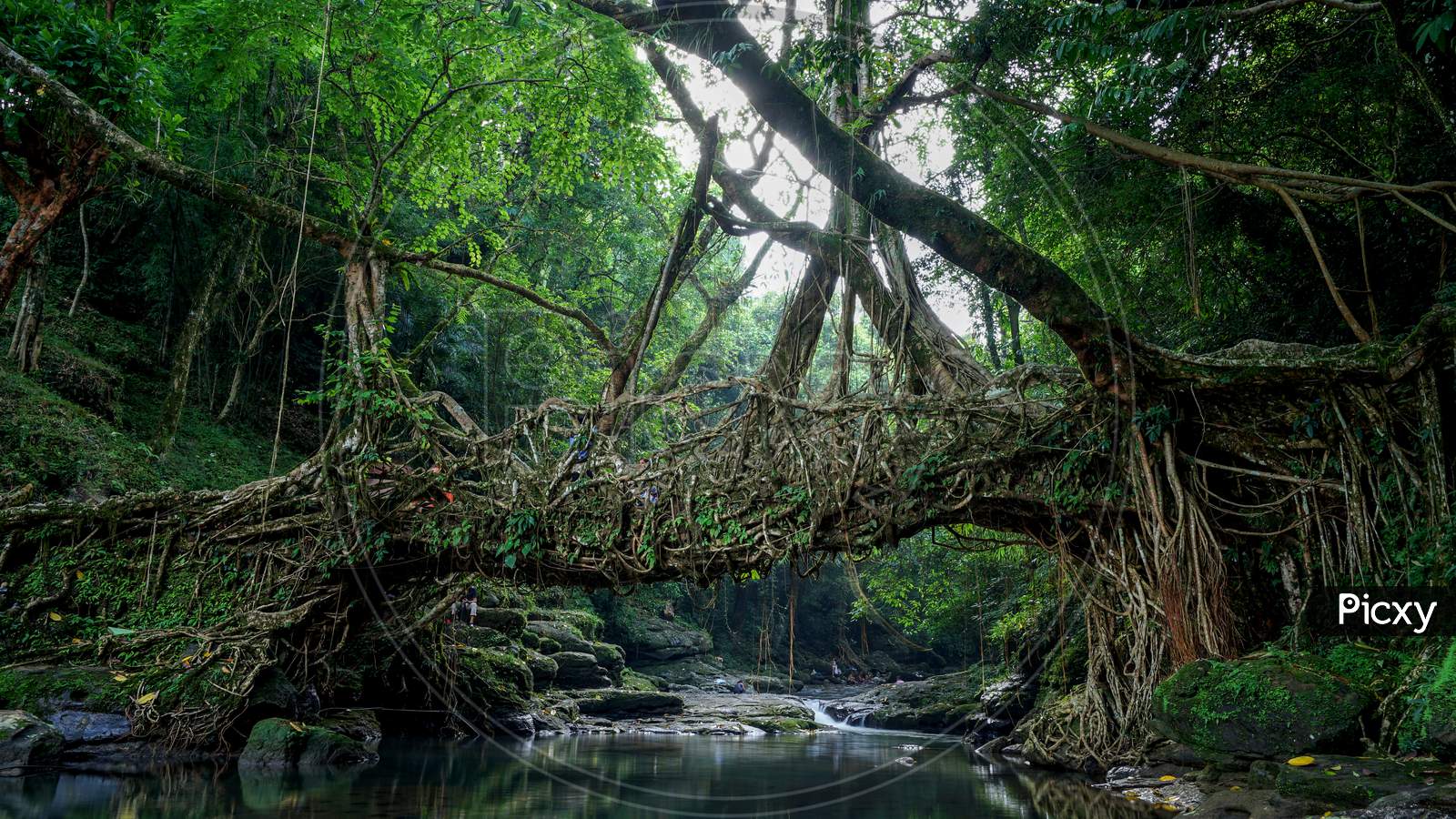 View of arch shaped tree along the water stream